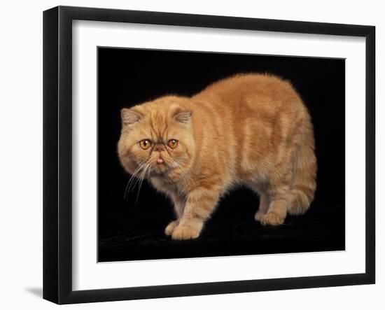 Exotic Red Cat, Portrait-Adriano Bacchella-Framed Photographic Print