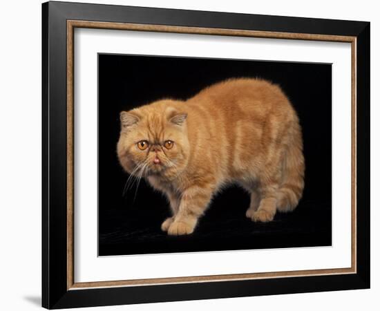 Exotic Red Cat, Portrait-Adriano Bacchella-Framed Photographic Print