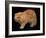 Exotic Red Cat, Portrait-Adriano Bacchella-Framed Photographic Print