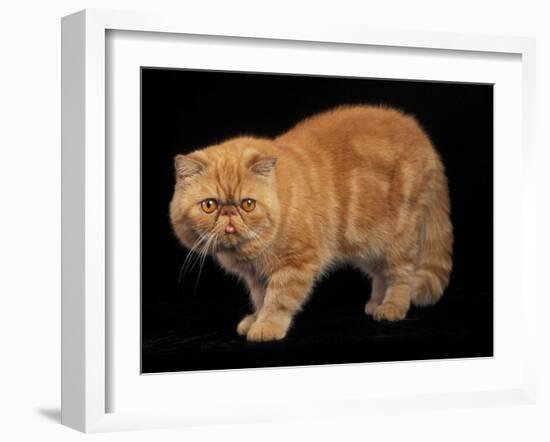 Exotic Red Cat, Portrait-Adriano Bacchella-Framed Photographic Print