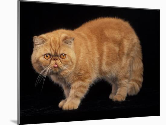 Exotic Red Cat, Portrait-Adriano Bacchella-Mounted Photographic Print