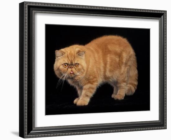 Exotic Red Cat, Portrait-Adriano Bacchella-Framed Photographic Print