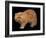 Exotic Red Cat, Portrait-Adriano Bacchella-Framed Photographic Print