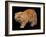 Exotic Red Cat, Portrait-Adriano Bacchella-Framed Photographic Print