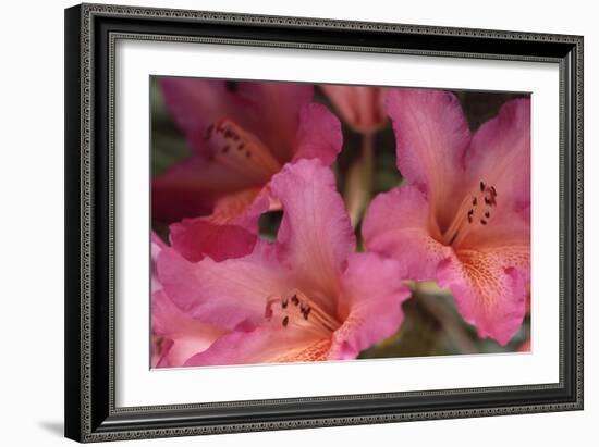 Exotic Rhodies II-Rita Crane-Framed Photographic Print