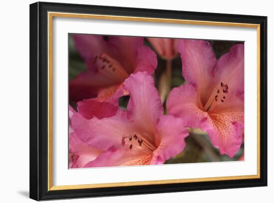 Exotic Rhodies II-Rita Crane-Framed Photographic Print