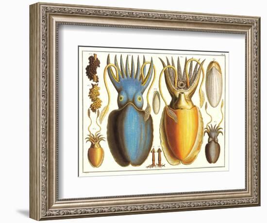 Exotic Squid-null-Framed Art Print