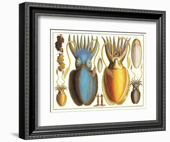 Exotic Squid-null-Framed Art Print