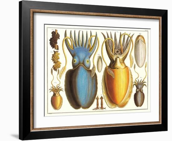 Exotic Squid-null-Framed Art Print