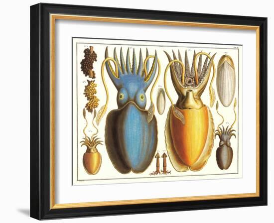 Exotic Squid-null-Framed Art Print