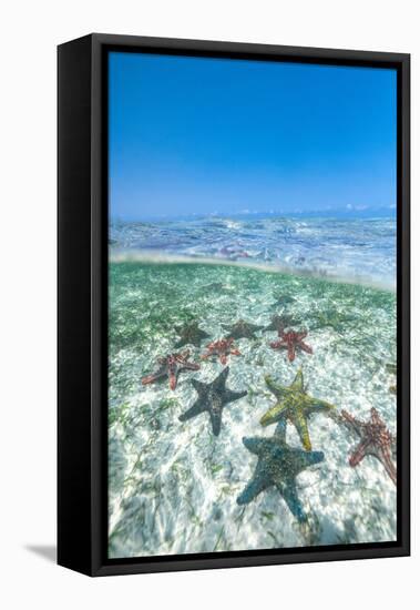 Exotic starfish under the breaking waves in the transparent water of the Indian Ocean-Roberto Moiola-Framed Premier Image Canvas