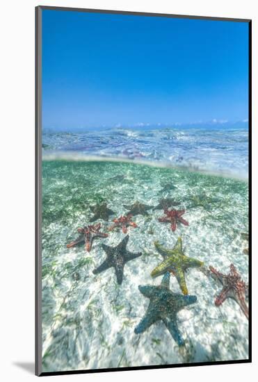 Exotic starfish under the breaking waves in the transparent water of the Indian Ocean-Roberto Moiola-Mounted Photographic Print