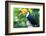 Exotic Toucan Bird in Natural Setting near Iguazu Falls in Foz Do Iguacu, Brazil.-R M Nunes-Framed Photographic Print