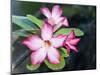 Exotic Tropical Blooms, St John, United States Virgin Islands, USA, US Virgin Islands, Caribbean-Trish Drury-Mounted Photographic Print