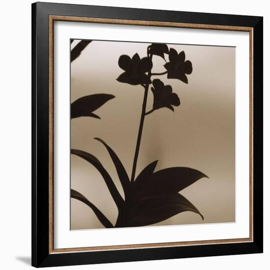 Exotica I-Tony Koukos-Framed Giclee Print