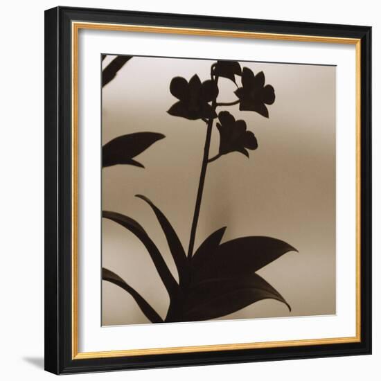 Exotica I-Tony Koukos-Framed Giclee Print