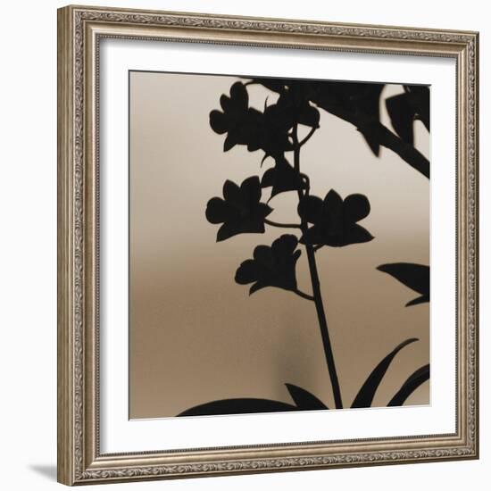 Exotica II-Tony Koukos-Framed Giclee Print