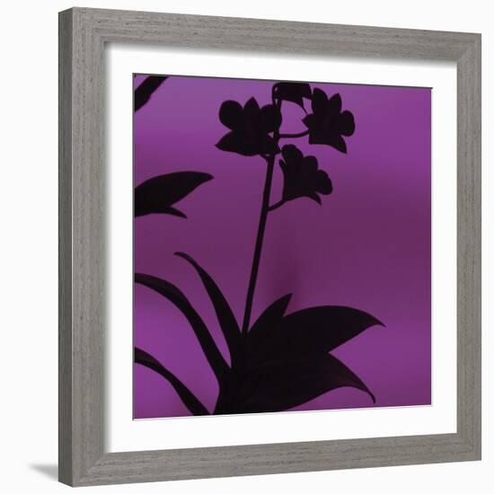 Exotica III-Tony Koukos-Framed Art Print