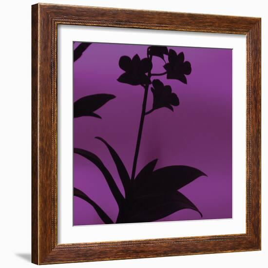 Exotica III-Tony Koukos-Framed Art Print