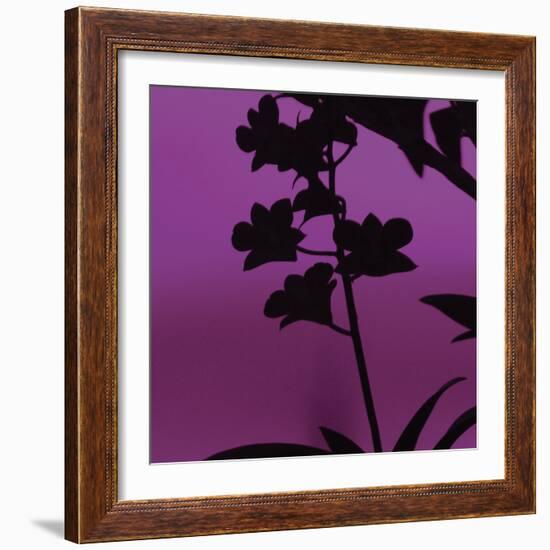 Exotica IV-Tony Koukos-Framed Art Print