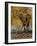 Expedition I-Patricia Pinto-Framed Art Print