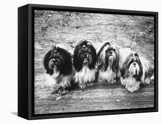 Expensive Little Chinese Dogs Shih Tzus Once Owned Only by Royalty-Yale Joel-Framed Premier Image Canvas