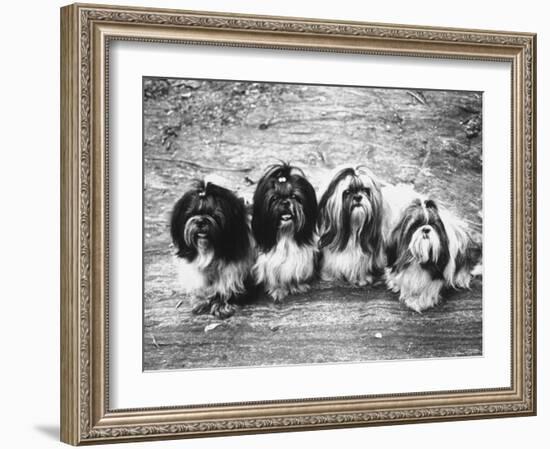 Expensive Little Chinese Dogs Shih Tzus Once Owned Only by Royalty-Yale Joel-Framed Photographic Print