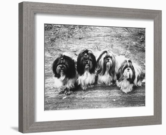 Expensive Little Chinese Dogs Shih Tzus Once Owned Only by Royalty-Yale Joel-Framed Photographic Print