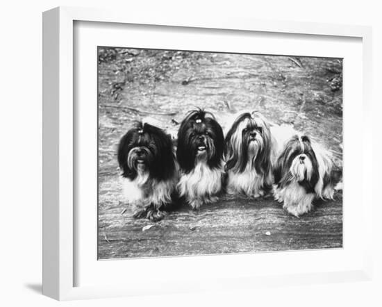 Expensive Little Chinese Dogs Shih Tzus Once Owned Only by Royalty-Yale Joel-Framed Photographic Print