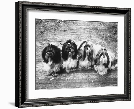 Expensive Little Chinese Dogs Shih Tzus Once Owned Only by Royalty-Yale Joel-Framed Photographic Print