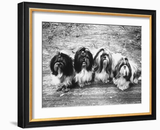 Expensive Little Chinese Dogs Shih Tzus Once Owned Only by Royalty-Yale Joel-Framed Photographic Print