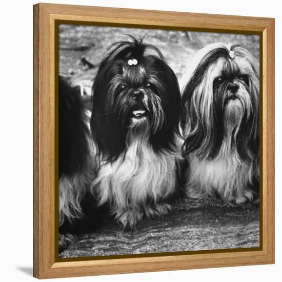 Expensive Little Chinese Dogs Shih Tzus Once Owned Only by Royalty-Yale Joel-Framed Premier Image Canvas