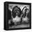 Expensive Little Chinese Dogs Shih Tzus Once Owned Only by Royalty-Yale Joel-Framed Premier Image Canvas