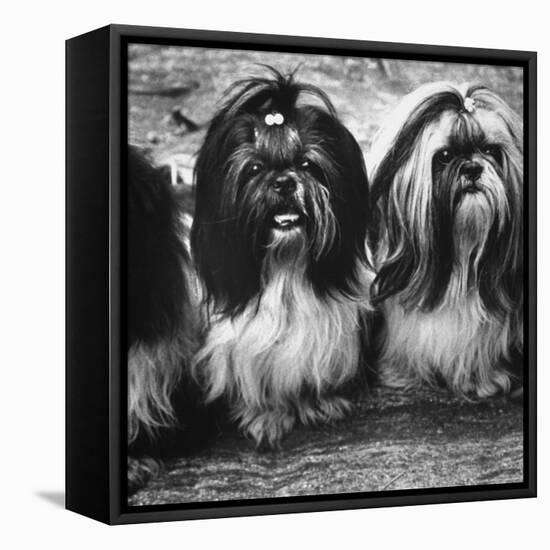 Expensive Little Chinese Dogs Shih Tzus Once Owned Only by Royalty-Yale Joel-Framed Premier Image Canvas