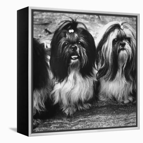 Expensive Little Chinese Dogs Shih Tzus Once Owned Only by Royalty-Yale Joel-Framed Premier Image Canvas