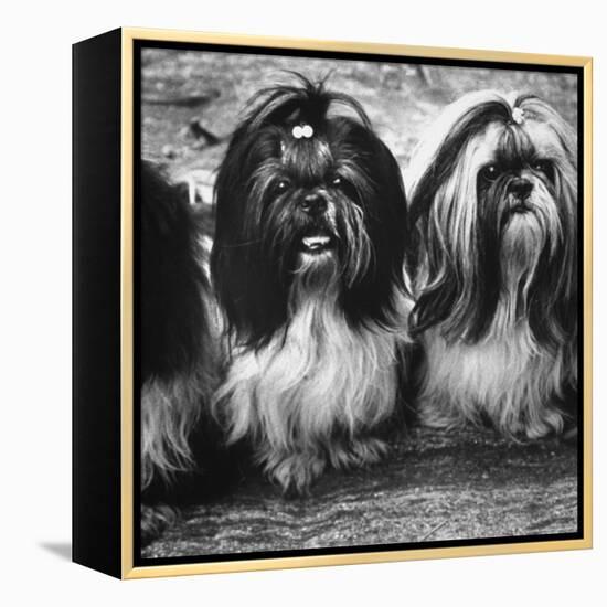 Expensive Little Chinese Dogs Shih Tzus Once Owned Only by Royalty-Yale Joel-Framed Premier Image Canvas