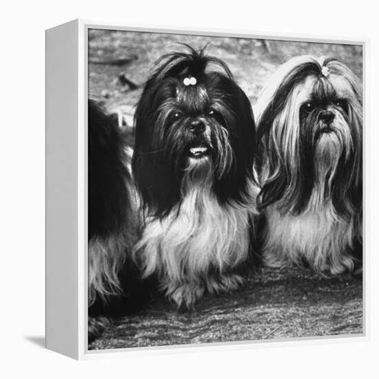 Expensive Little Chinese Dogs Shih Tzus Once Owned Only by Royalty-Yale Joel-Framed Premier Image Canvas