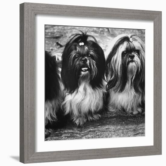 Expensive Little Chinese Dogs Shih Tzus Once Owned Only by Royalty-Yale Joel-Framed Photographic Print