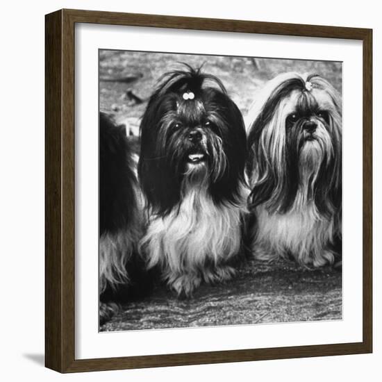 Expensive Little Chinese Dogs Shih Tzus Once Owned Only by Royalty-Yale Joel-Framed Photographic Print