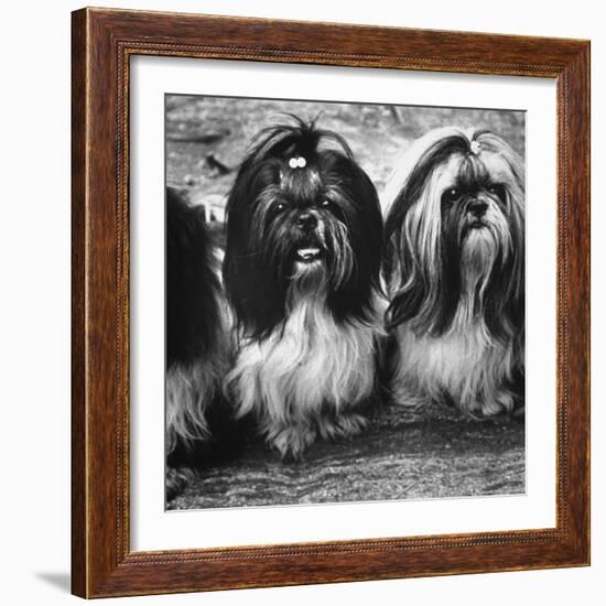 Expensive Little Chinese Dogs Shih Tzus Once Owned Only by Royalty-Yale Joel-Framed Photographic Print