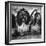 Expensive Little Chinese Dogs Shih Tzus Once Owned Only by Royalty-Yale Joel-Framed Photographic Print