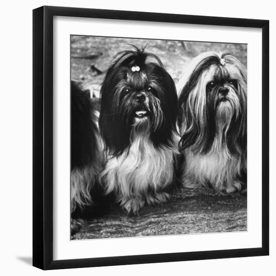 Expensive Little Chinese Dogs Shih Tzus Once Owned Only by Royalty-Yale Joel-Framed Photographic Print