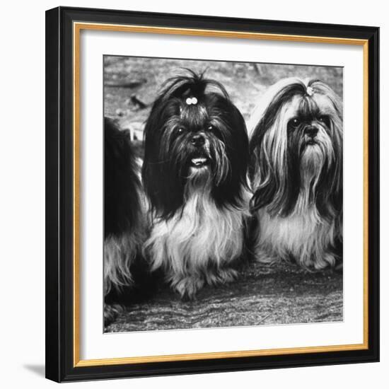 Expensive Little Chinese Dogs Shih Tzus Once Owned Only by Royalty-Yale Joel-Framed Photographic Print