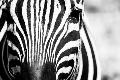 Premium Photographic Print