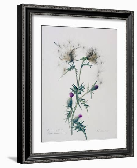 Exploding Thistle, 1999-Rebecca John-Framed Giclee Print