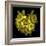 Explosion In Yellow - Daffodils-Magda Indigo-Framed Photographic Print