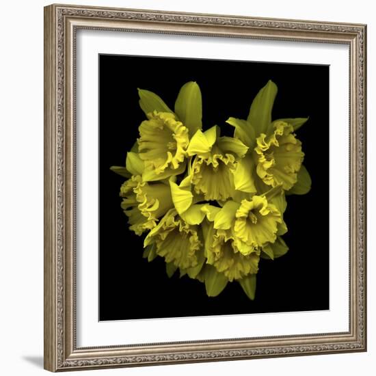 Explosion In Yellow - Daffodils-Magda Indigo-Framed Photographic Print