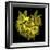 Explosion In Yellow - Daffodils-Magda Indigo-Framed Photographic Print