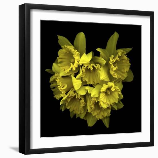 Explosion In Yellow - Daffodils-Magda Indigo-Framed Photographic Print