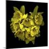 Explosion In Yellow - Daffodils-Magda Indigo-Mounted Photographic Print